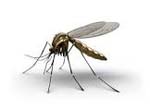 απολυμανσεις απεντομωσεις κουνουπια απο την απολυμαντικη Θερμοτεχνικη